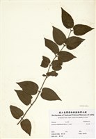 藏品(毛茉莉)的圖片